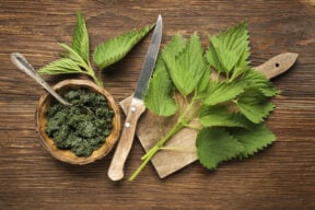 Nettle pesto